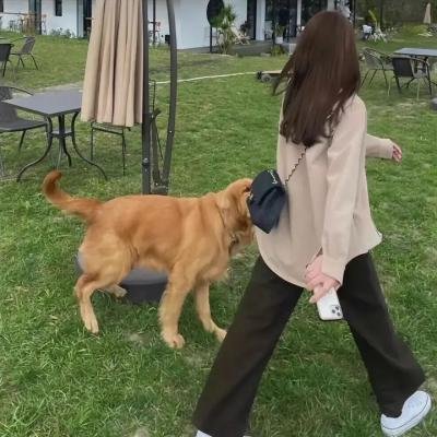 狗的生涯